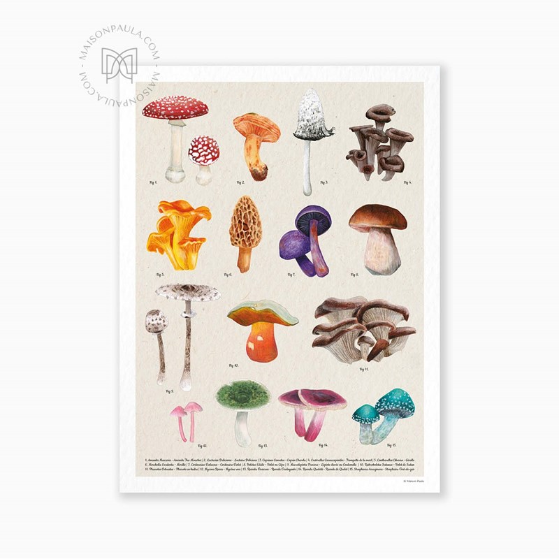 Affiche Champignons A3