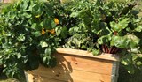 2511_4_legumes-dans-bac-potager-2.jpg