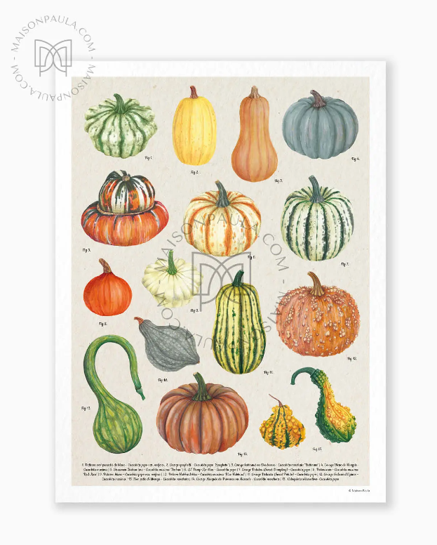 Affiche A3 dessin Courges