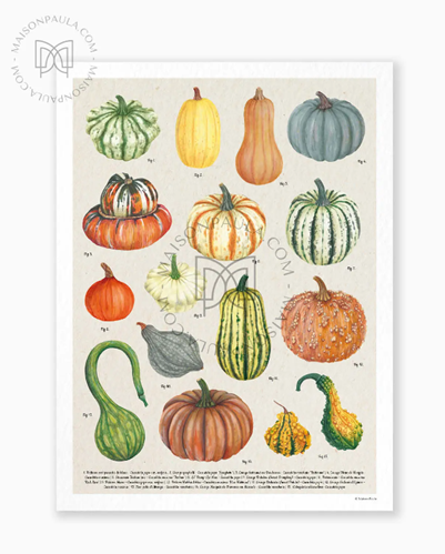 Affiche A3 dessin Courges