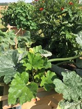 2511_5_legumes-dans-bac-potager.jpg