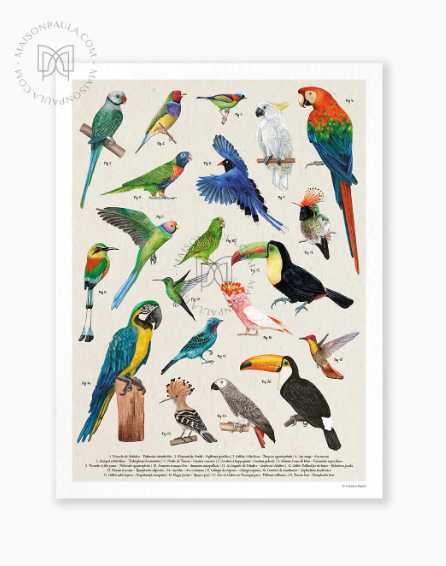 Affiche A3 dessin Oiseaux remarquables