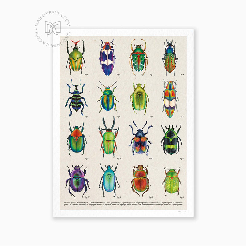 Affiche Les coléoptères