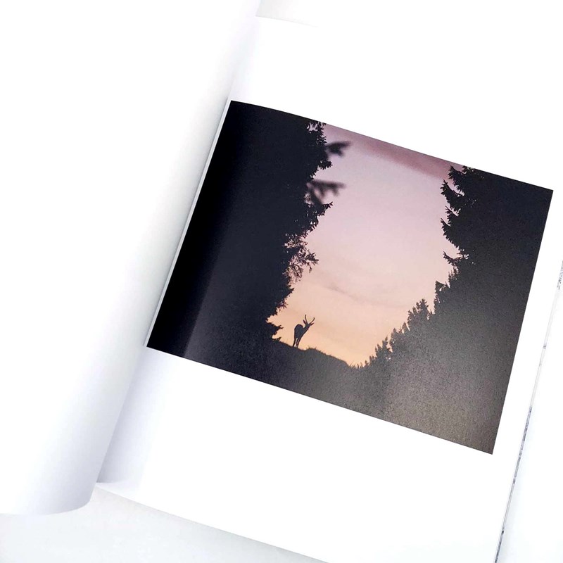 La forêt qui plantait des arbres