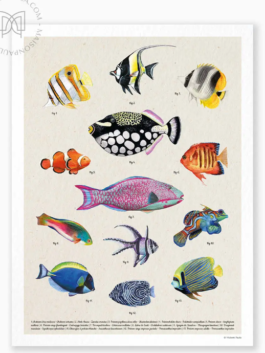 Affiche A3 dessin Les poissons des récifs coralliens