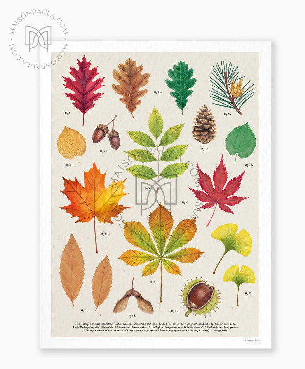 Affiche A3 dessin Herbier