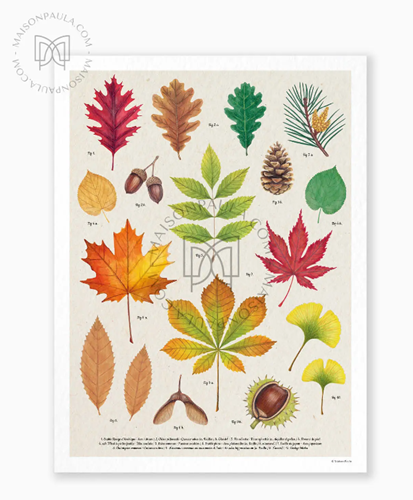 Affiche A3 dessin Herbier