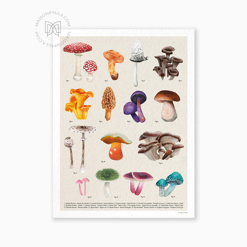 Affiche Les champignons 50*70cm